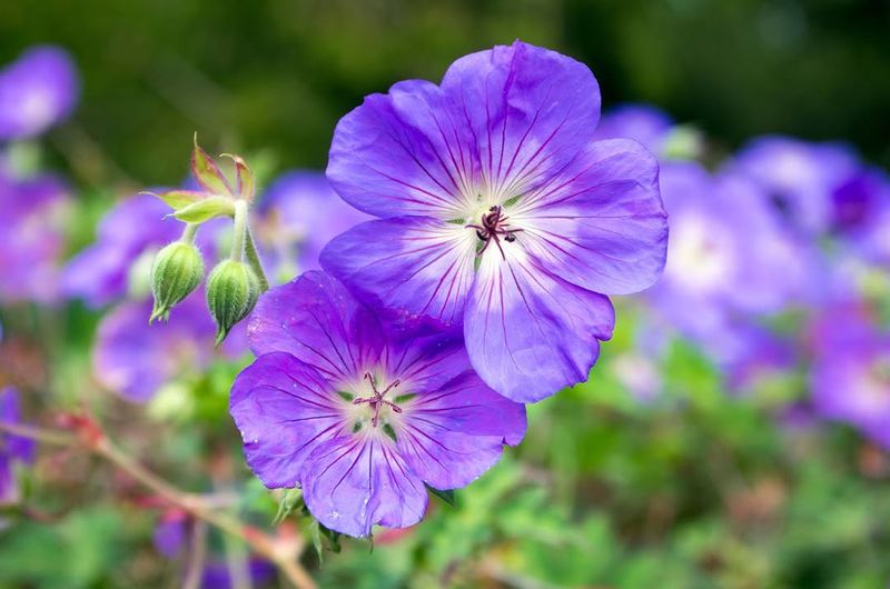 Hardy Geranium (Cranesbill)