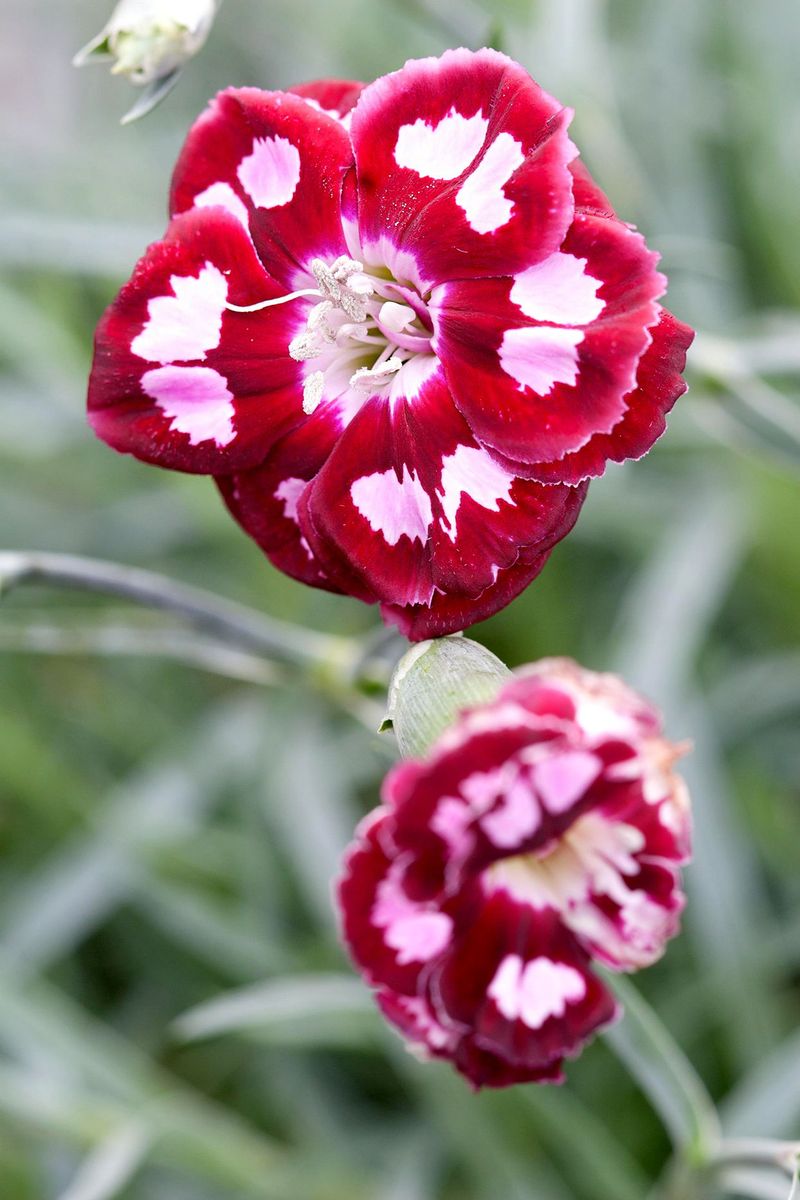 Dianthus 