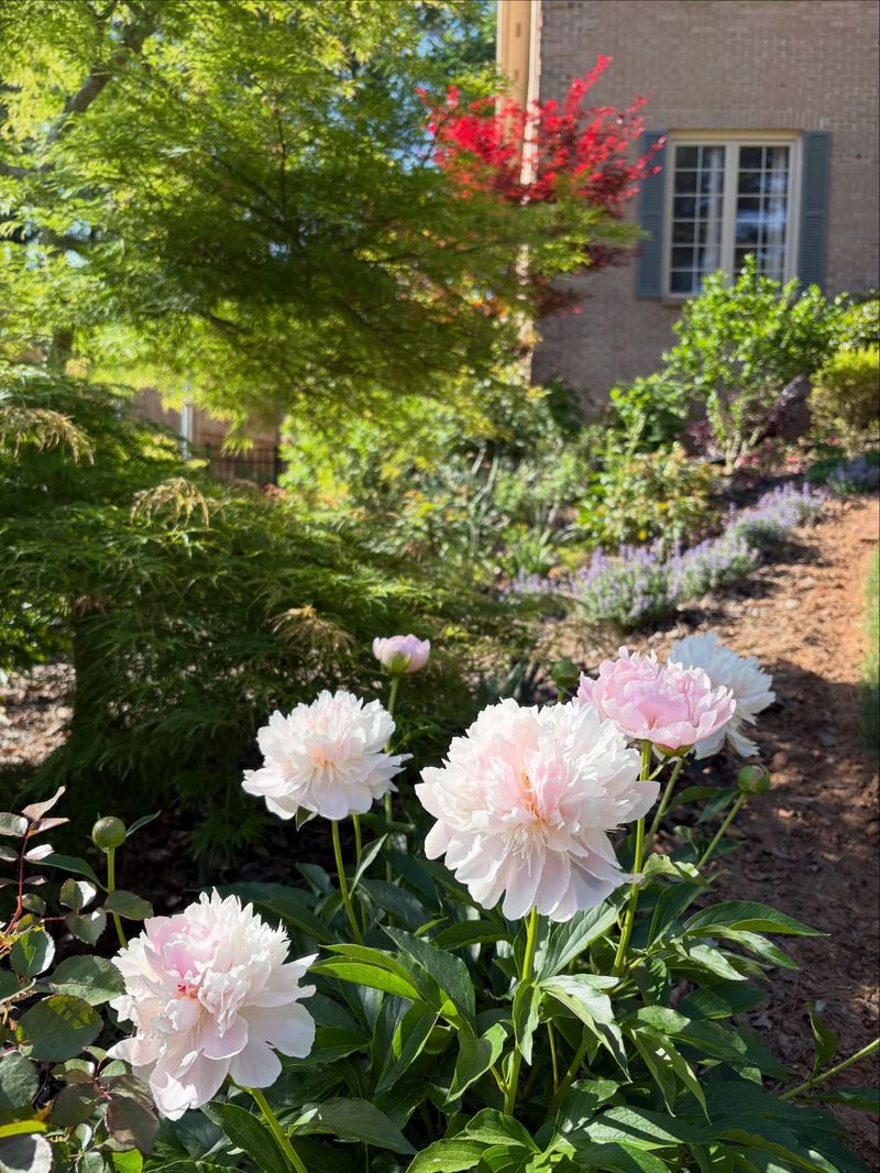 Peonies