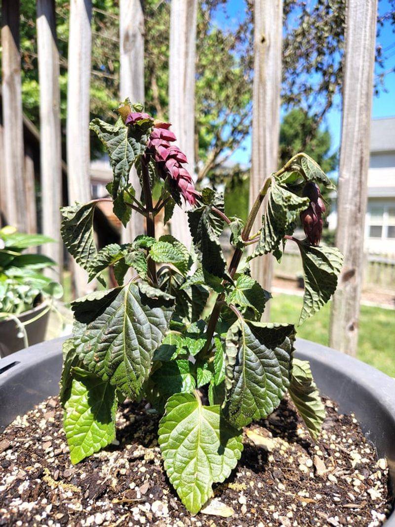 Salvia