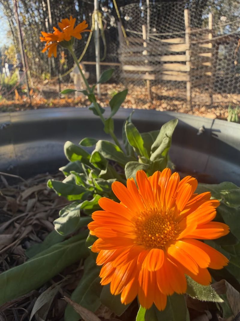 Calendula