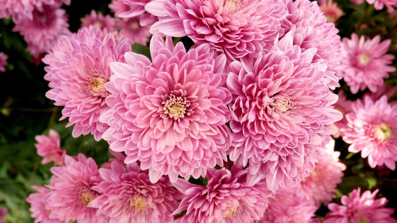 Chrysanthemums