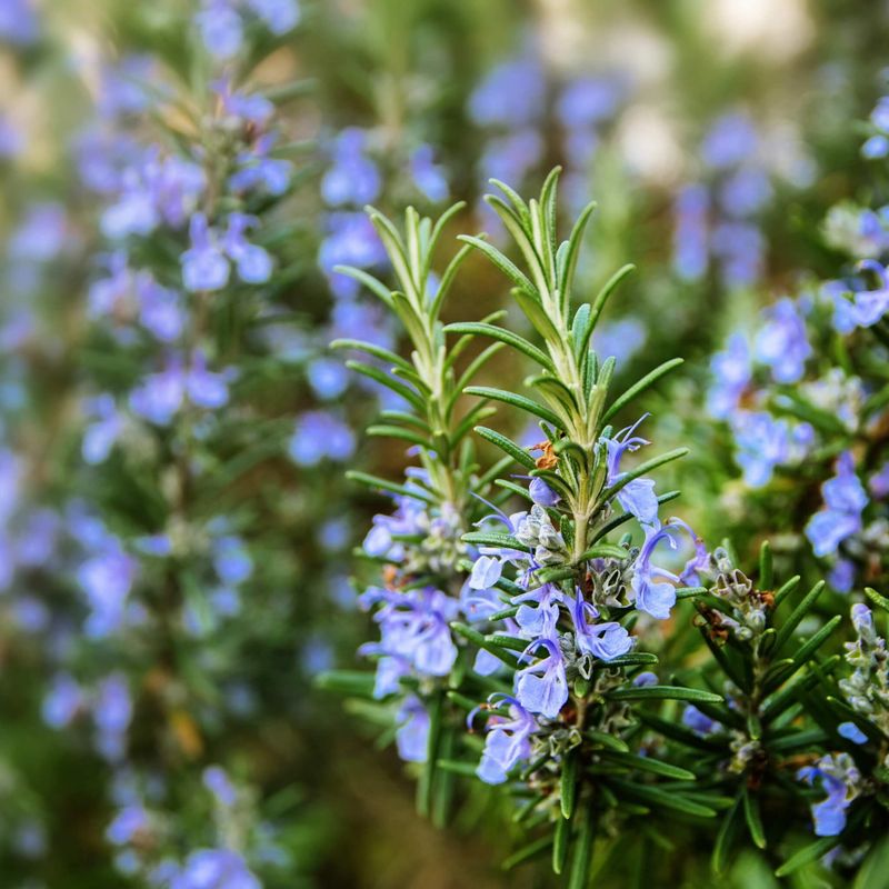 Rosemary