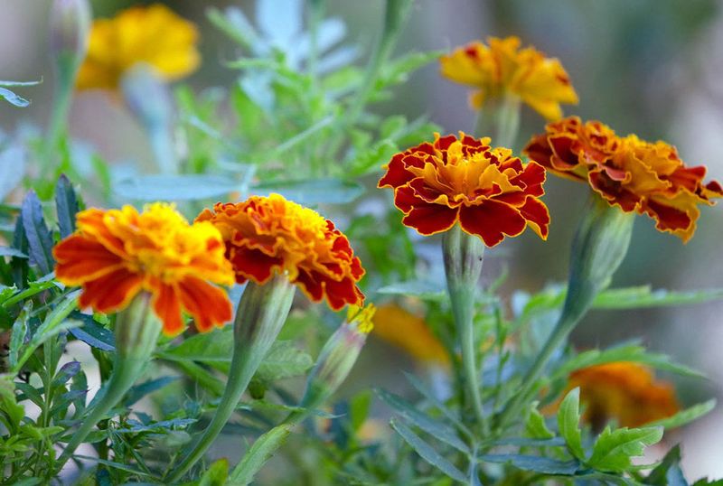 Marigolds