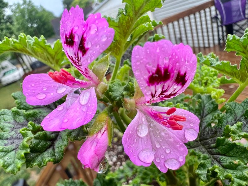 Geraniums