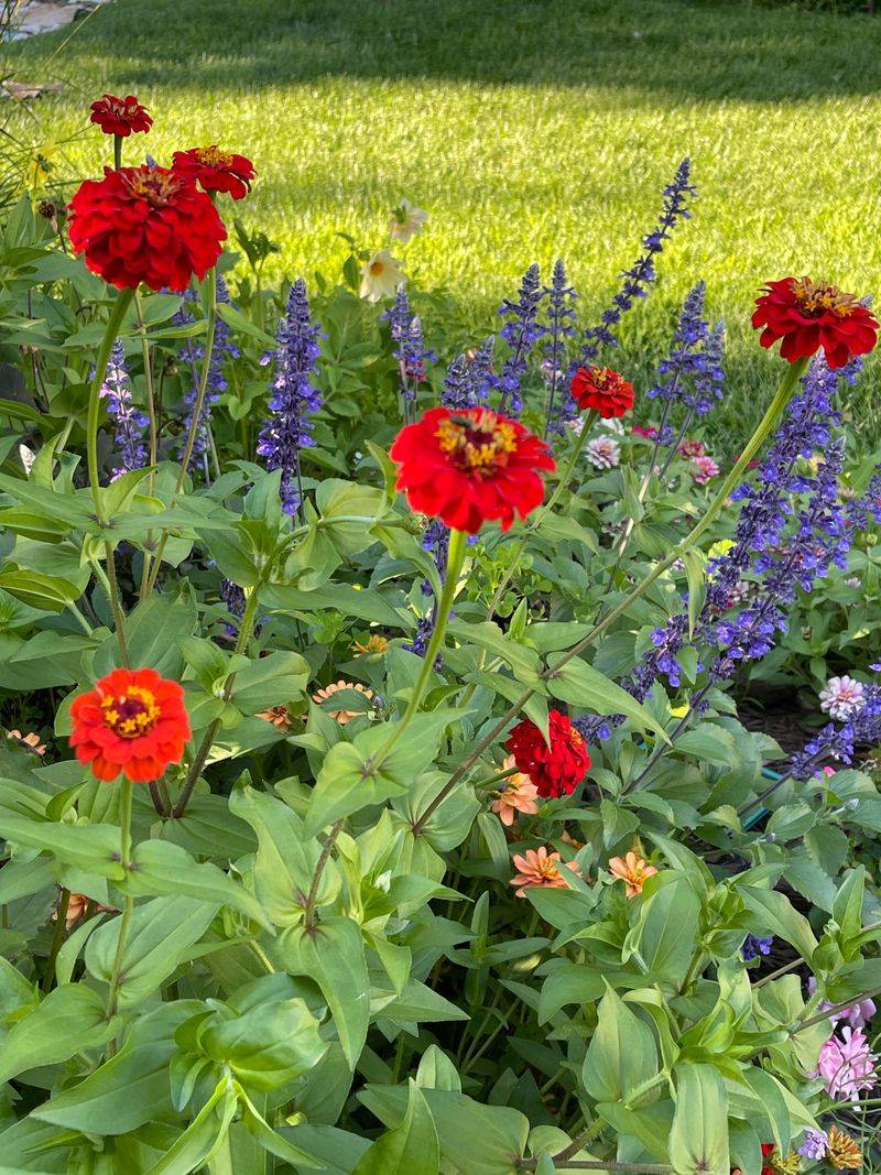 Coral And Violet