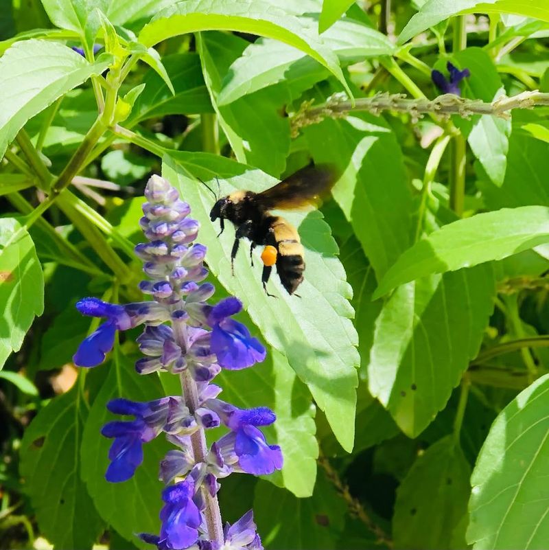 Salvia Draws Pollinators With Nectar-Rich Flowers