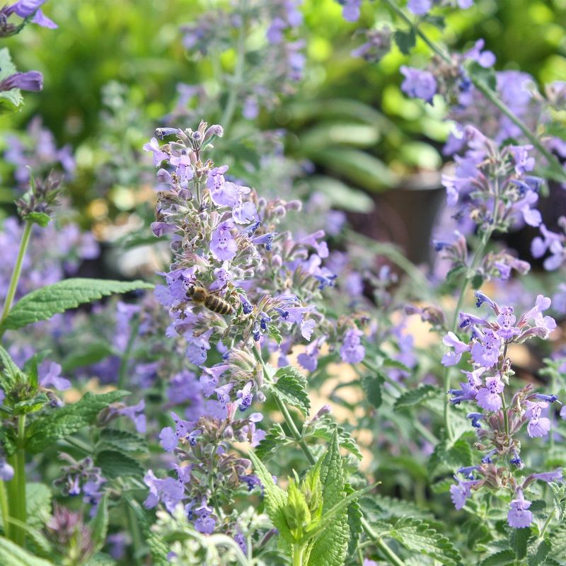 Catmint Adds Soft Color That Keeps Coming Back