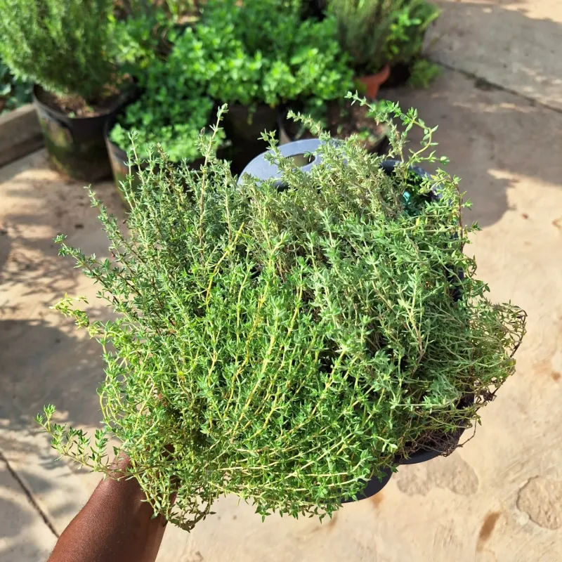 Thyme Packed With Nectar