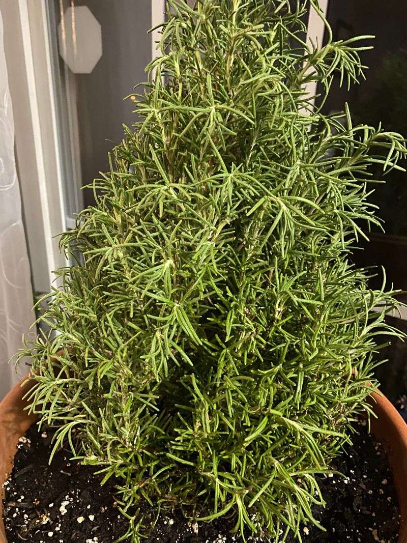 Rosemary Suffers In Wet Soil And High Moisture
