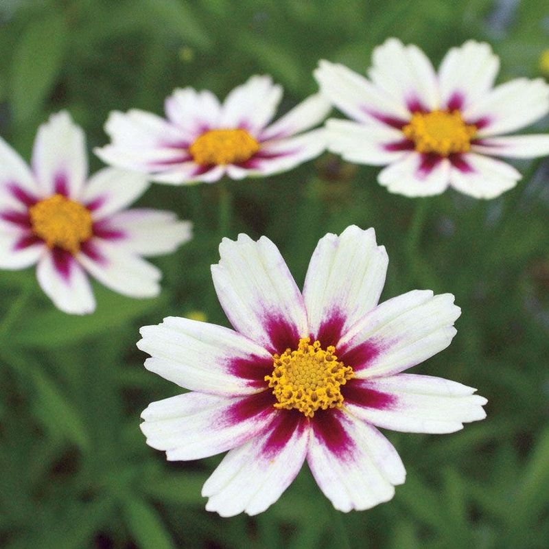 Coreopsis (Short-Lived Varieties)