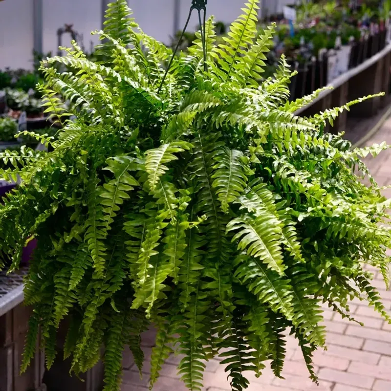 Boston Ferns