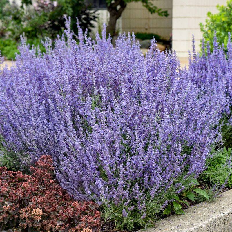 Russian Sage (Perovskia Atriplicifolia)