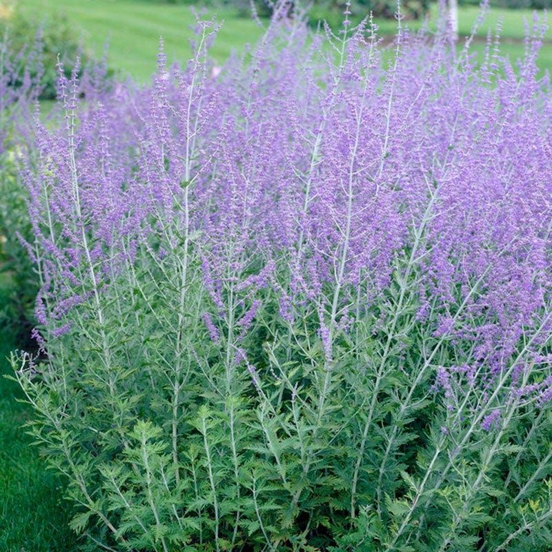 Russian Sage (Salvia Yangii)