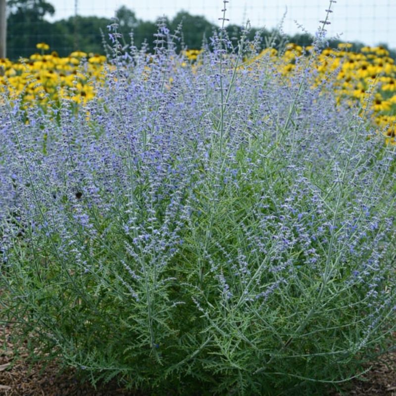 Russian Sage (Salvia Yangii)