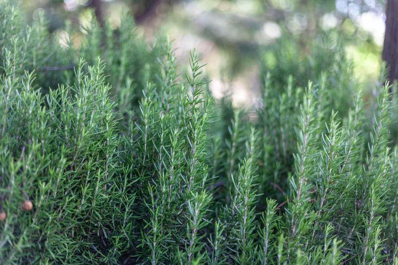 Rosemary (Salvia Rosmarinus)