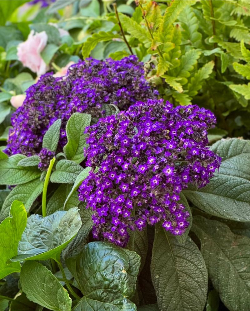 Heliotrope (Heliotropium Arborescens)