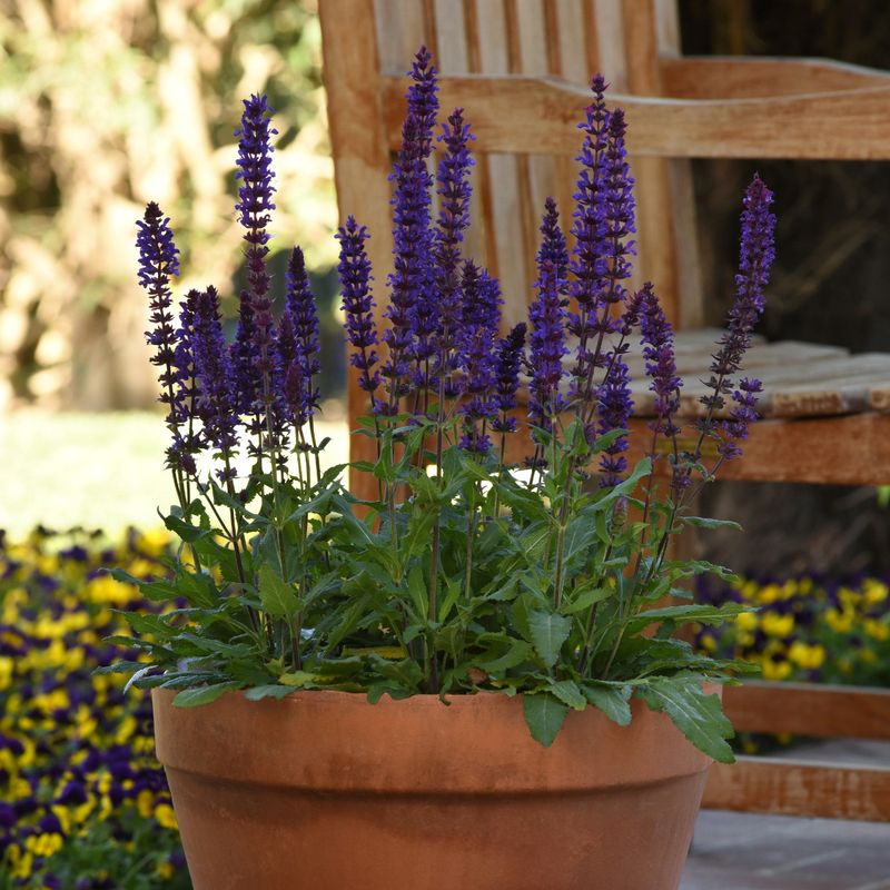 Salvia (Salvia Spp.)