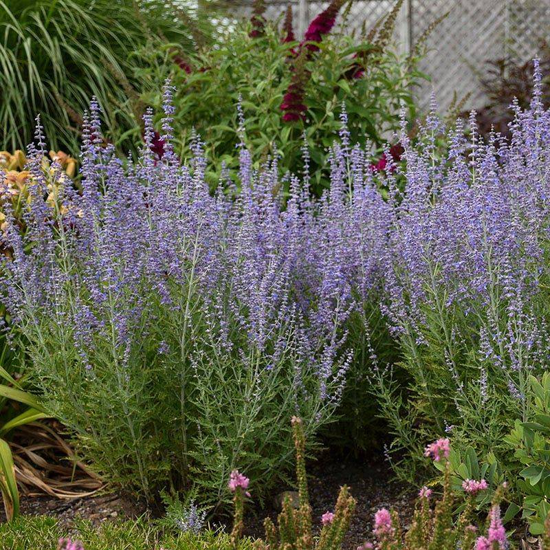 Russian Sage (Salvia yangii)
