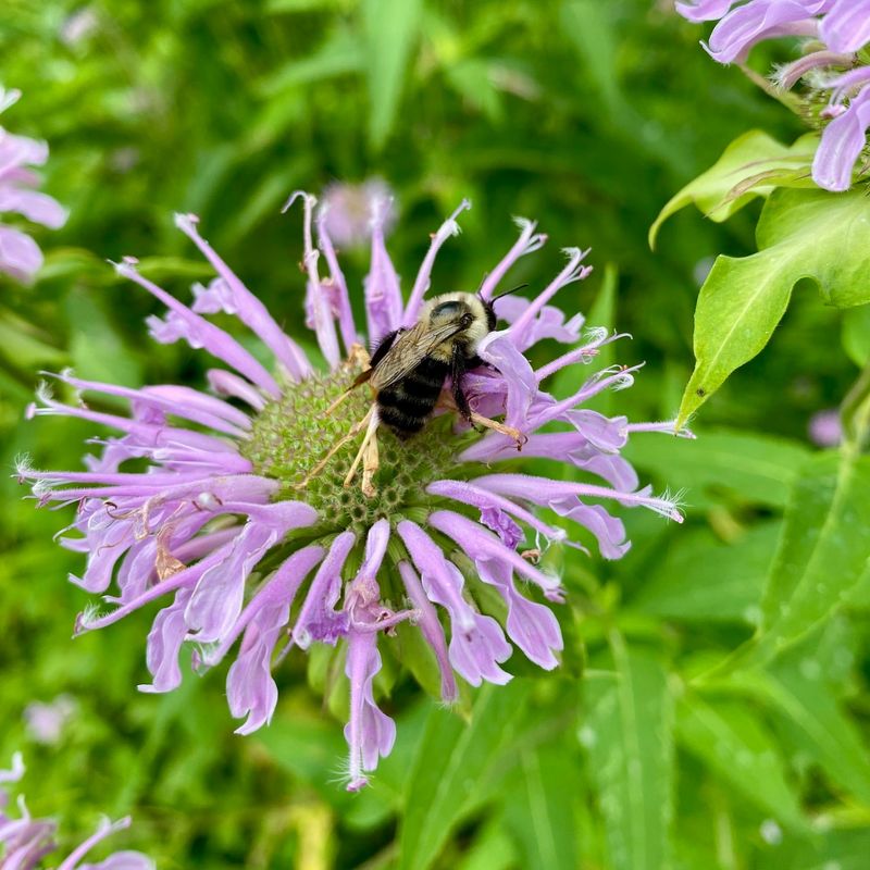 Bee Balm (Monarda fistulosa)