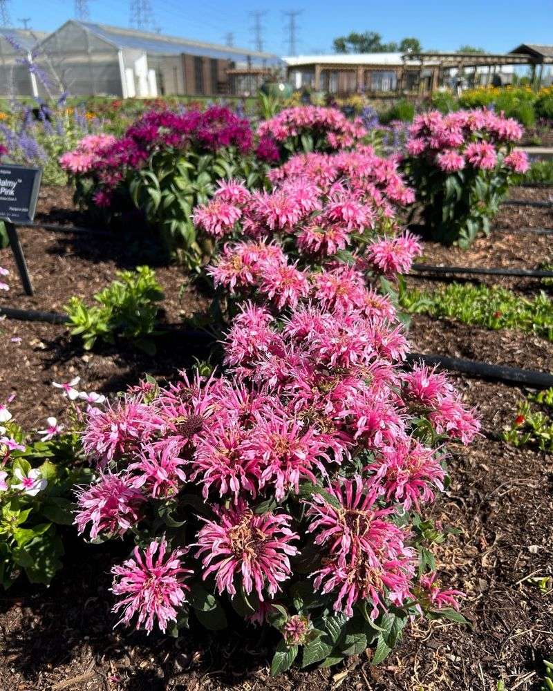 Bee Balm (Monarda)