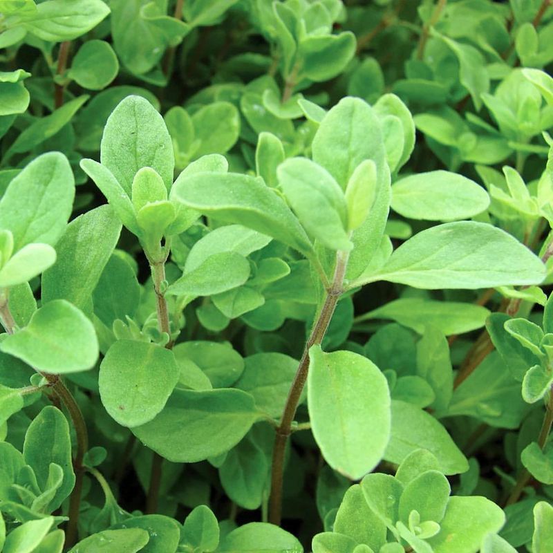 Marjoram With Delicate Flavor And Easy Growth