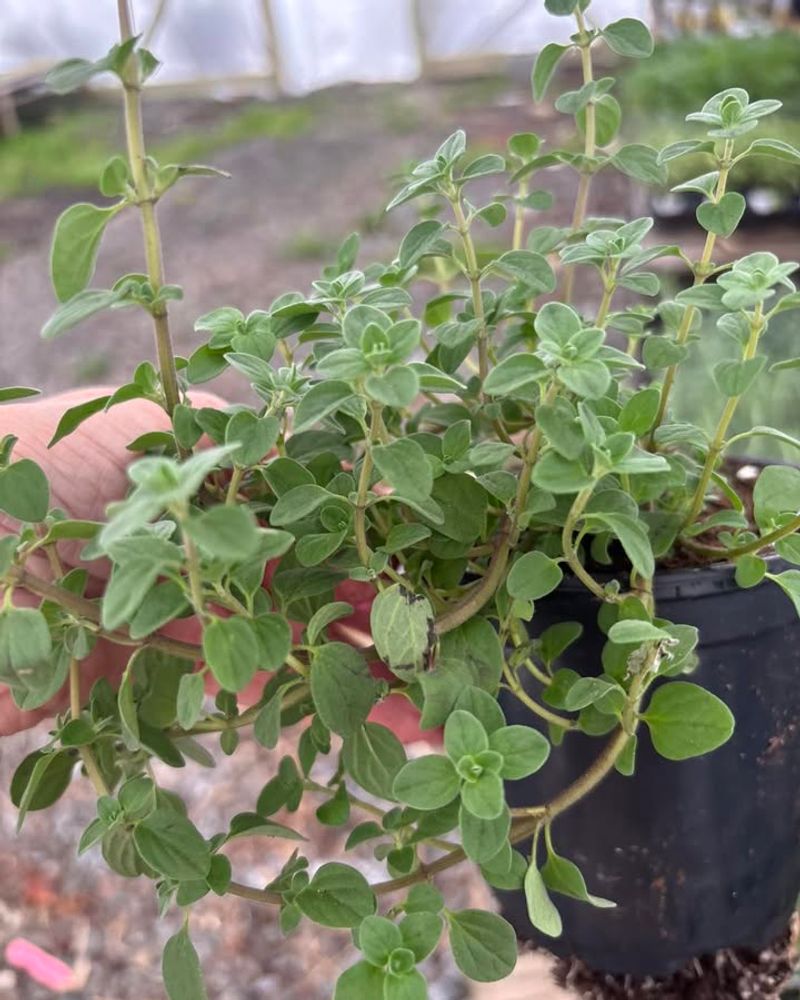Marjoram Handles Warm Weather And Grows Steadily