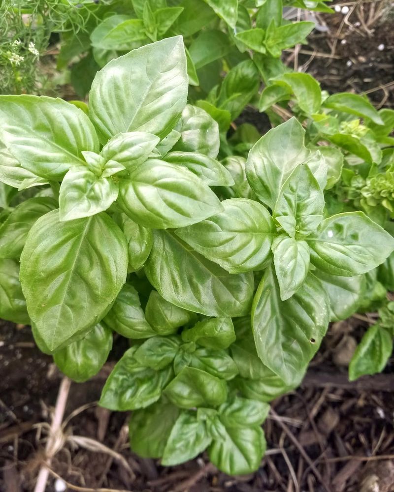 Basil Emits Natural Compounds That Help Reduce Mosquito Landing