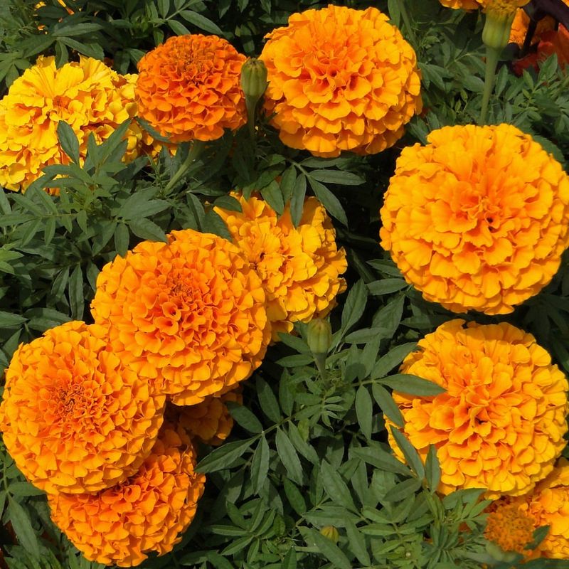 Marigolds Create A Barrier With Their Pungent Smell