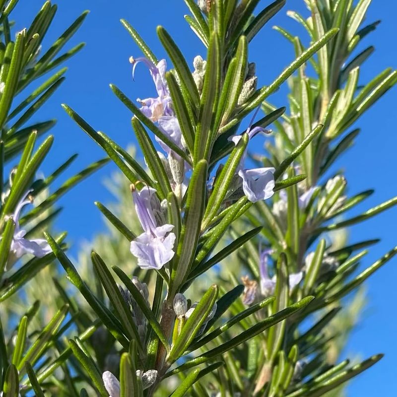 Rosemary Has A Scent That Can Disrupt How Ticks Find Hosts