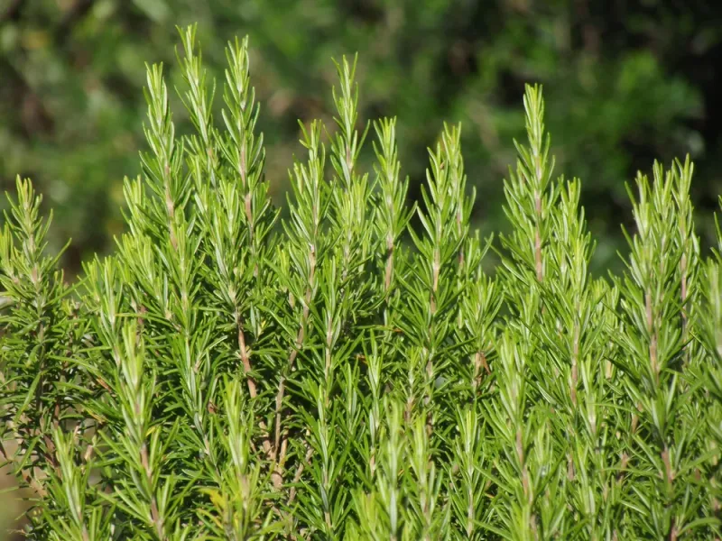 Rosemary Keeping Pests At Bay In Hot, Dry Beds