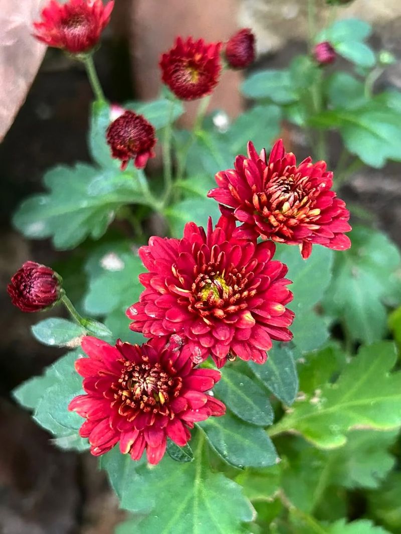 Chrysanthemums Contain Natural Compounds That Affect Many Insects