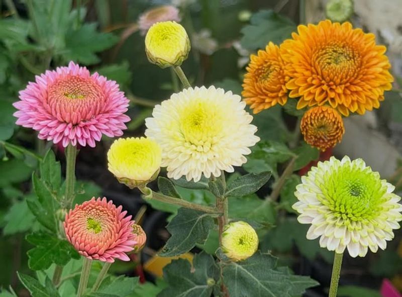 Chrysanthemums Contain Compounds That Affect Many Insects