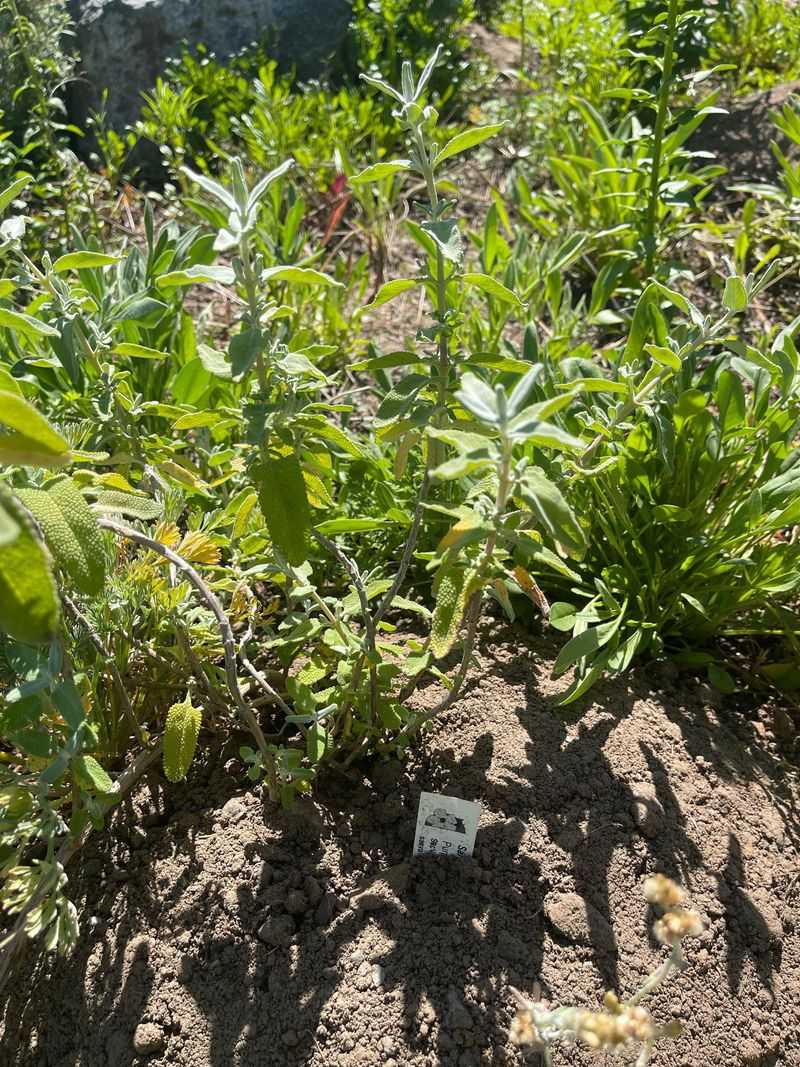 Salvia Struggles When Roots Stay Too Wet In Clay