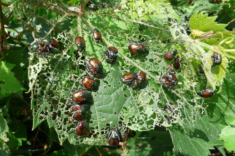 Certain Plants Attract Heavy Feeding