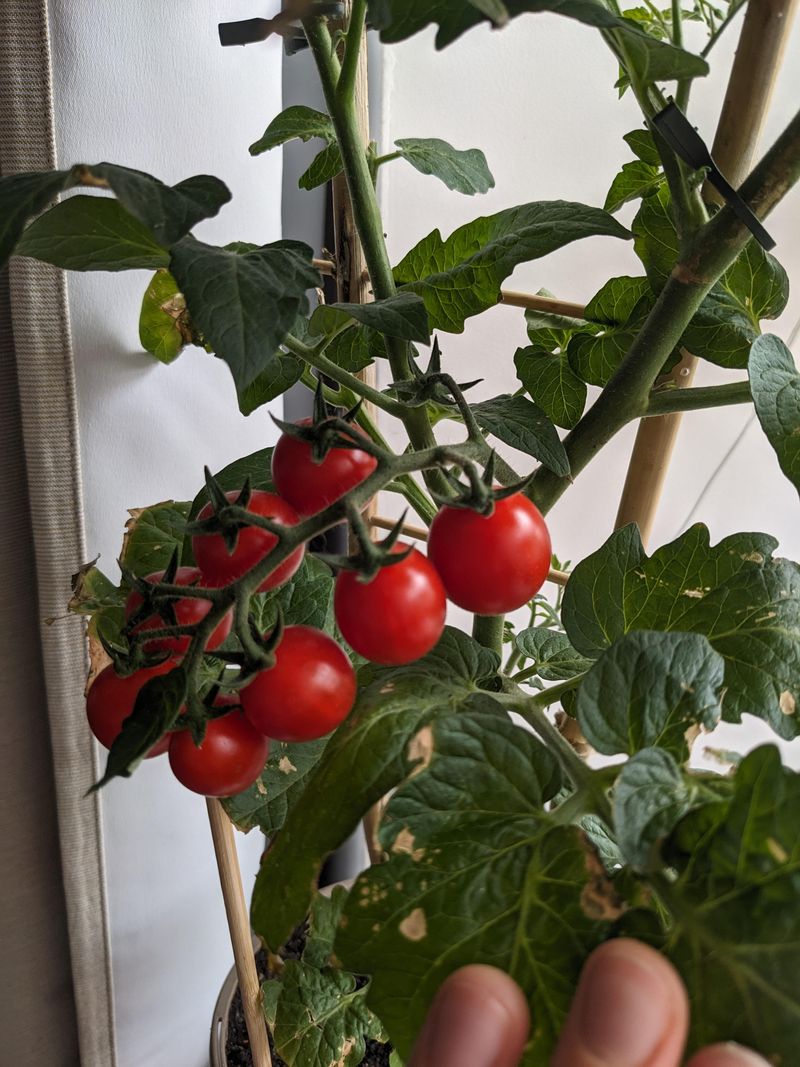 Tomatoes