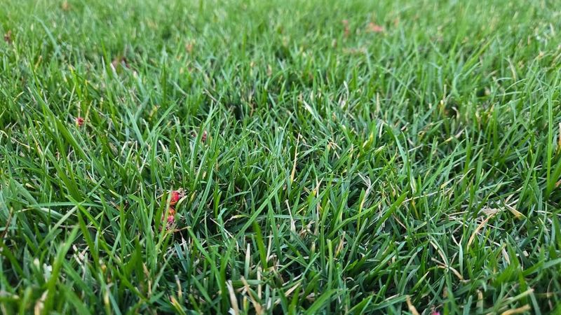North Carolina Grass Types Require Different Care Schedules