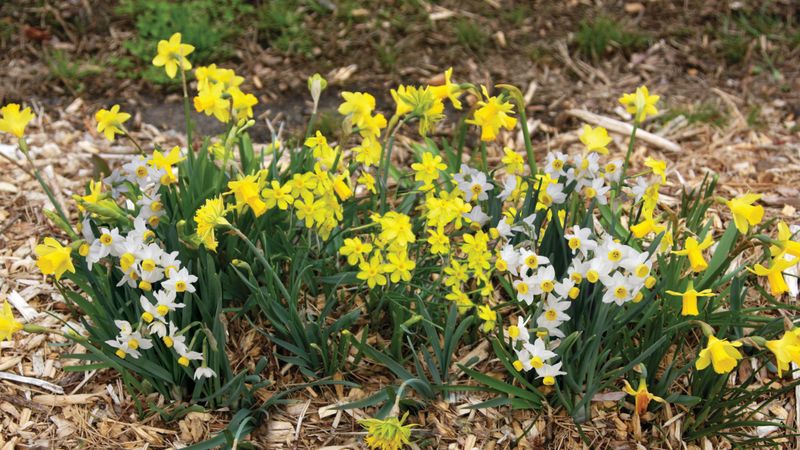 Add Spring Bulbs For An Easy Burst Of Color