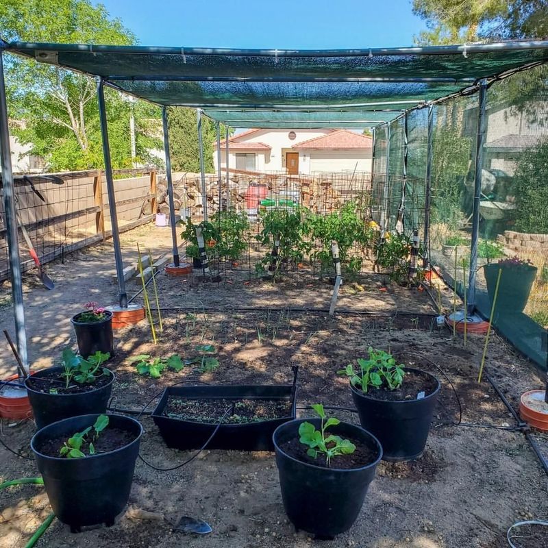 Protect Plants From Harsh Afternoon Sun