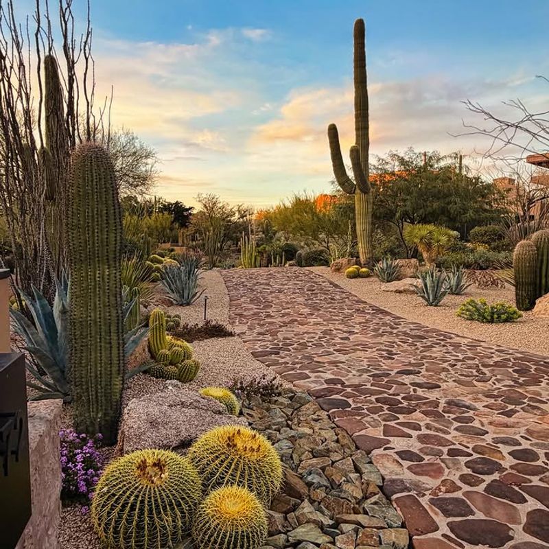 Cactus Groupings Form Bold Focal Points In The Yard
