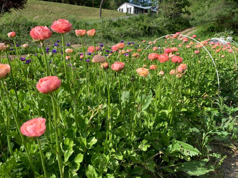 Cool Season Timing Is Key For Growing Ranunculus In North Carolina