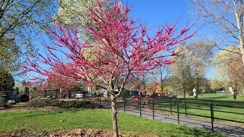 Rarely Causes Long-Term Harm To Established Trees