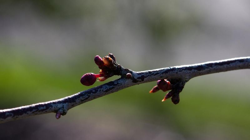Flower Buds Can Be Affected By Frost