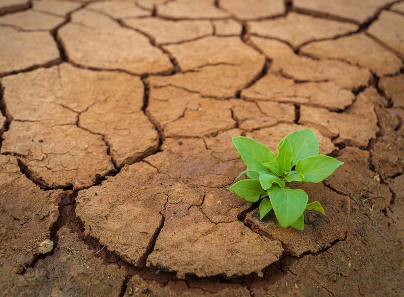 Soil Dries Out Quickly After Watering