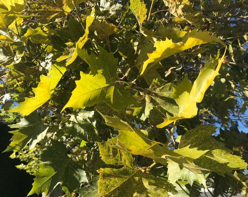 New Growth Looks Pale While Veins Stay Green With Iron Issues