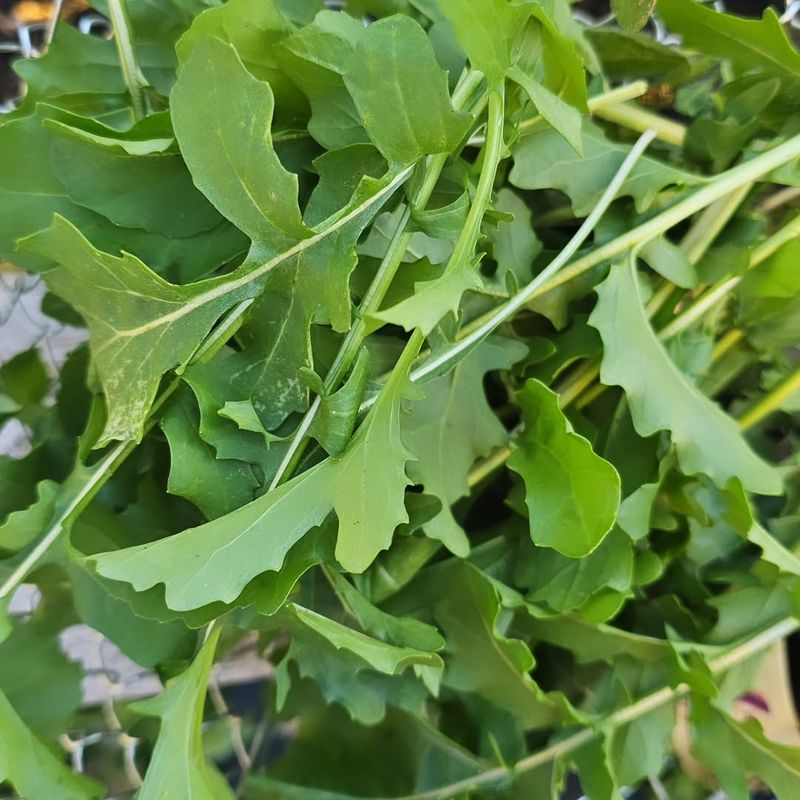 Arugula