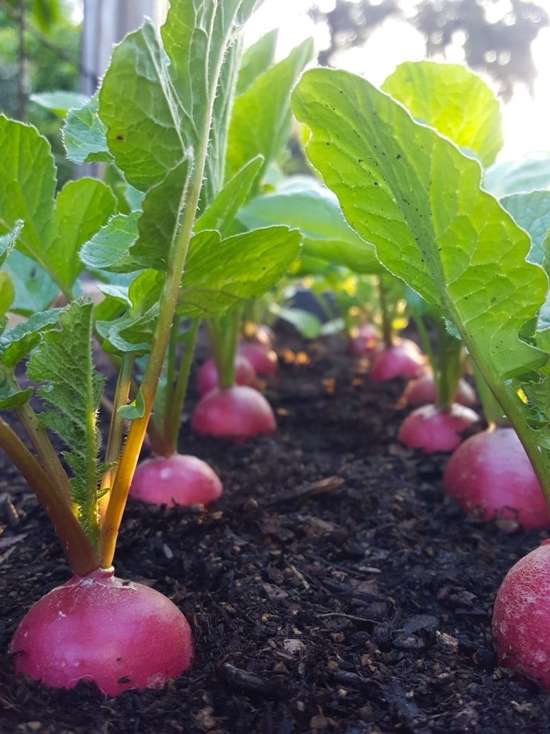 Radishes Are One Of The Quickest Direct Sown Crops