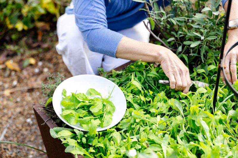 Arugula Brings Speed And Bite