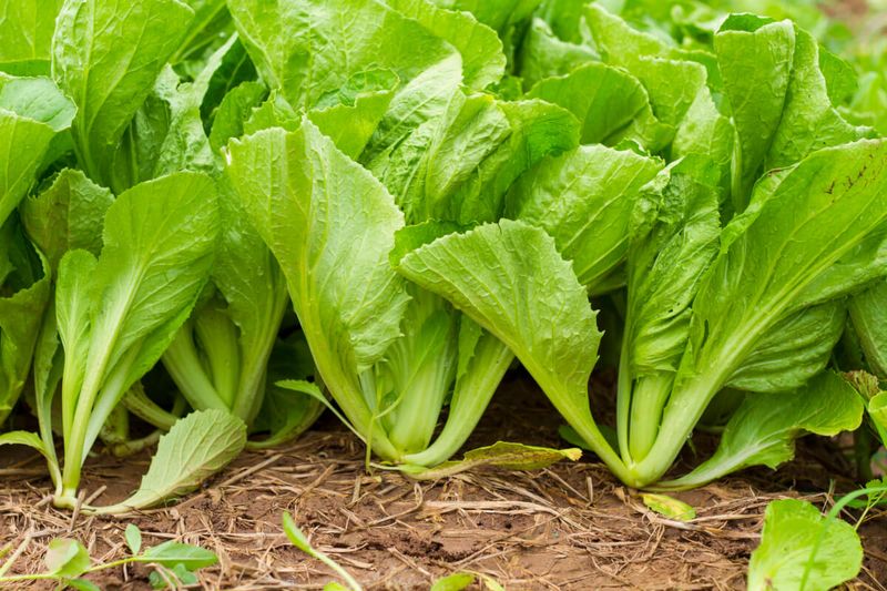 Mustard Greens Bring Flavor To Cooler Shady Beds