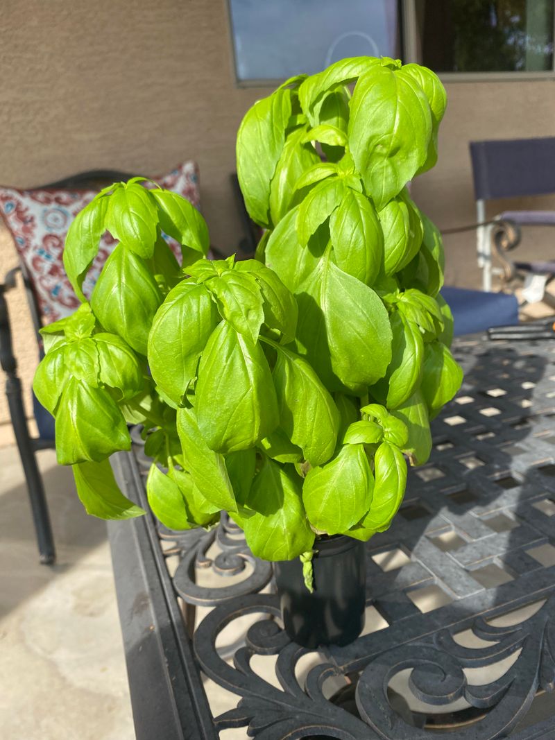 Basil Brings Fragrant Leaves And Thrives In Sun